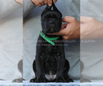 Small Photo #2 Cane Corso Puppy For Sale in MARENGO, IL, USA
