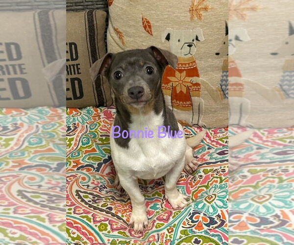 Medium Photo #1 Chiweenie Puppy For Sale in Ellijay, GA, USA