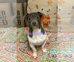 Chiweenie Dogs for adoption in Ellijay, GA, USA