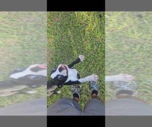 Boston Terrier Puppy for sale in BELLE ISLE, FL, USA