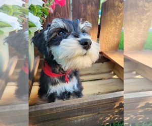 Schnauzer (Miniature) Puppy for sale in FOUNTAIN CITY, IN, USA