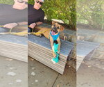 Small Photo #2 Boxer Puppy For Sale in Dallas, TX, USA