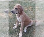 Small Photo #3 Great Dane Puppy For Sale in HULBERT, OK, USA