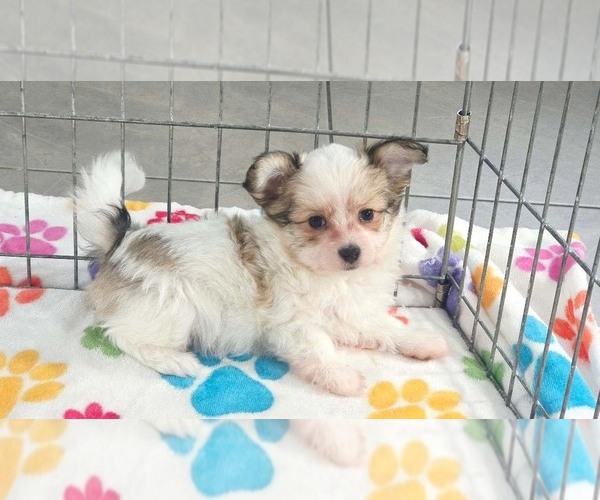 Medium Photo #8 Papitese Puppy For Sale in ORO VALLEY, AZ, USA