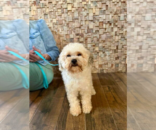 Medium Photo #4 Poodle (Miniature)-Unknown Mix Puppy For Sale in Oak Bluffs, MA, USA