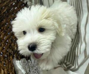 Schnauzer (Miniature) Puppy for sale in DALLAS, GA, USA