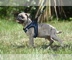 Small #1 Pug