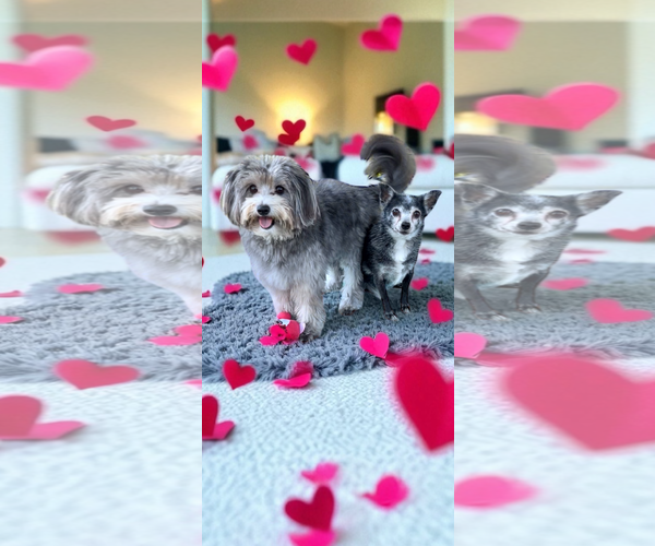 Medium Photo #1 Maltese Puppy For Sale in Weston, FL, USA