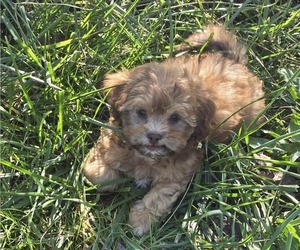 ShihPoo Litter for sale in HIGBEE, MO, USA