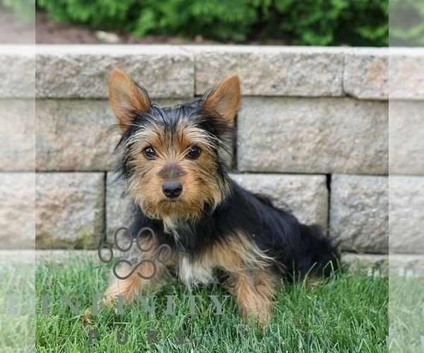 Medium Photo #1 Yorkshire Terrier Puppy For Sale in BIRD IN HAND, PA, USA