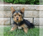 Small Yorkshire Terrier