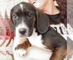 Small #4 Border Collie Mix