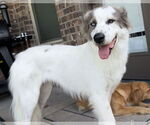 Small #1 Australian Shepherd