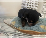 Small Photo #3 YorkiePoo Puppy For Sale in ORLANDO, FL, USA