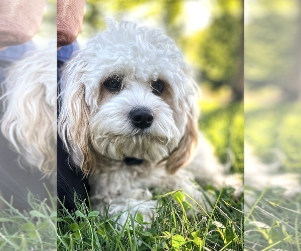 Medium Photo #1 Cavapoo Puppy For Sale in REEDS SPRING, MO, USA