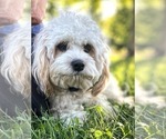 Small Photo #1 Cavapoo Puppy For Sale in REEDS SPRING, MO, USA