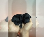 Small #4 Poodle (Standard)