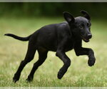 Small #5 German Shepherd Dog-Retriever  Mix