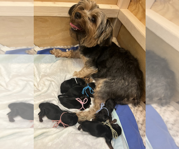 Full screen Photo #4 Yorkshire Terrier Puppy For Sale in ORLANDO, FL, USA