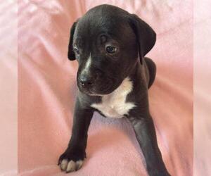Justice Pup - Case - Male Labrador Retriever-Unknown Mix Dog for Adoption - Photo #3