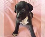 Small Photo #3 Labrador Retriever-Unknown Mix Puppy For Sale in San Diego, CA, USA