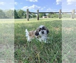 Puppy Beethoven Shih Tzu