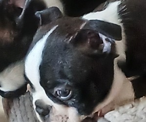 Boston Terrier Puppy for sale in BELTON, MO, USA