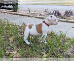 Small #2 Olde English Bulldogge