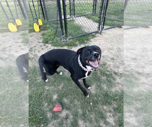 Medium Photo #5 Mutt Puppy For Sale in Evansville, IN, USA