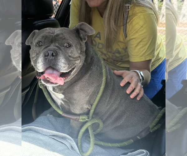 Medium Photo #20 Bulldog-Unknown Mix Puppy For Sale in Sanford, FL, USA