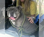 Small #19 Bulldog Mix