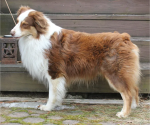 Father of the Australian Shepherd puppies born on 02/04/2025