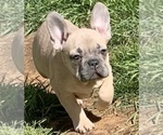 Small Photo #2 French Bulldog Puppy For Sale in MEDFORD, OR, USA