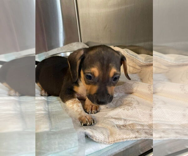 Medium Photo #6 Mutt Puppy For Sale in Foristell, MO, USA