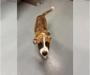 Labrador Retriever-Unknown Mix Dogs for adoption in Baytown, TX, USA