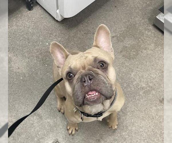 Medium Photo #1 French Bulldog Puppy For Sale in HESPERIA, CA, USA