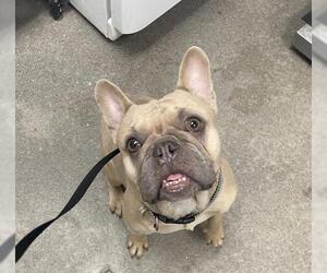 French Bulldog Dogs for adoption in HESPERIA, CA, USA