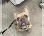 Small French Bulldog