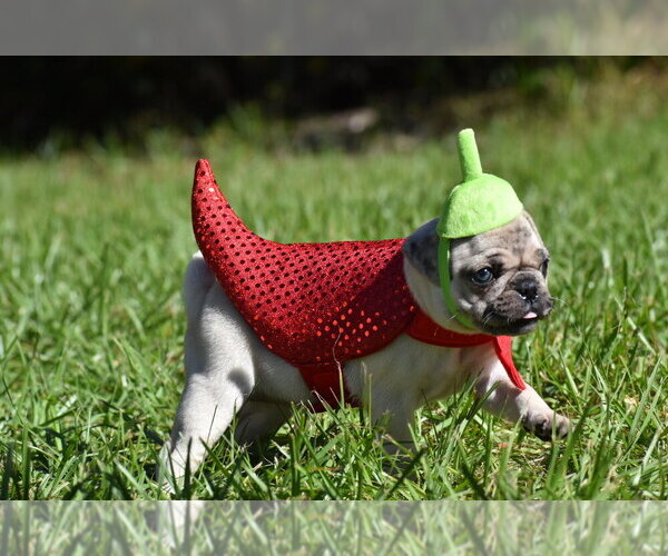 Medium Photo #3 Pug Puppy For Sale in PALM COAST, FL, USA