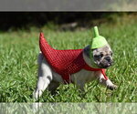 Maple - Female Pug Puppy for Sale - Photo #3