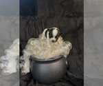 Gabe - Male Chihuahua Puppy for Sale - Photo #6