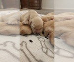 Small Photo #5 English Cream Golden Retriever Puppy For Sale in ELVERTA, CA, USA