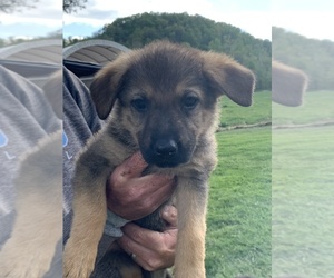 German Shepherd Dog Puppy for sale in LIBERTY, KY, USA