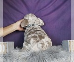 Small Photo #6 Olde English Bulldogge Puppy For Sale in WARSAW, IN, USA
