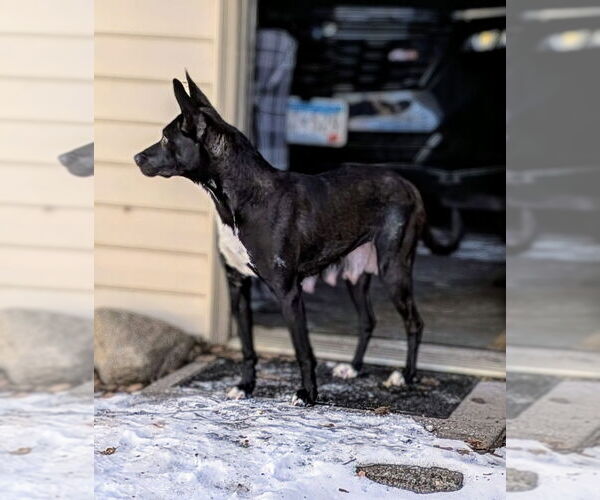 Medium Photo #16 Mutt Puppy For Sale in Minneapolis, MN, USA