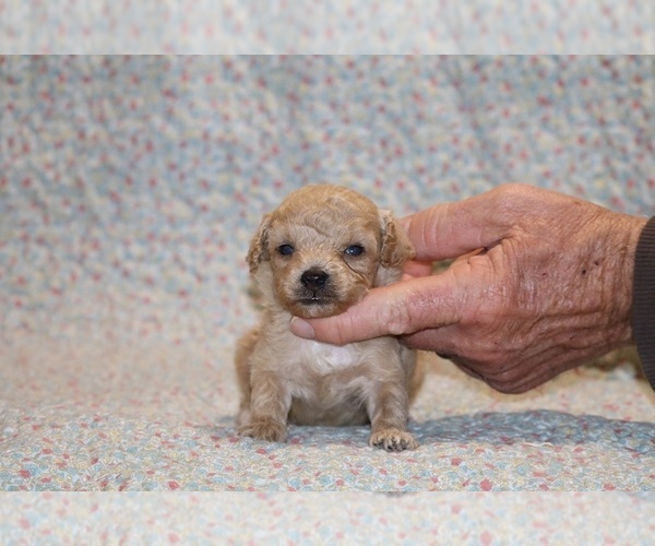 Medium Photo #2 Poodle (Toy) Puppy For Sale in DYERSBURG, TN, USA