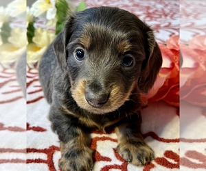 Dachshund Puppy for sale in GRANDVIEW, MO, USA
