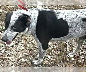Pointer-Unknown Mix Dogs for adoption in Houston, TX, USA