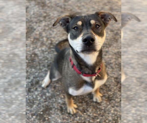 Medium Photo #2 Mutt Puppy For Sale in Bemidji, MN, USA