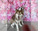 Small #4 Alaskan Malamute